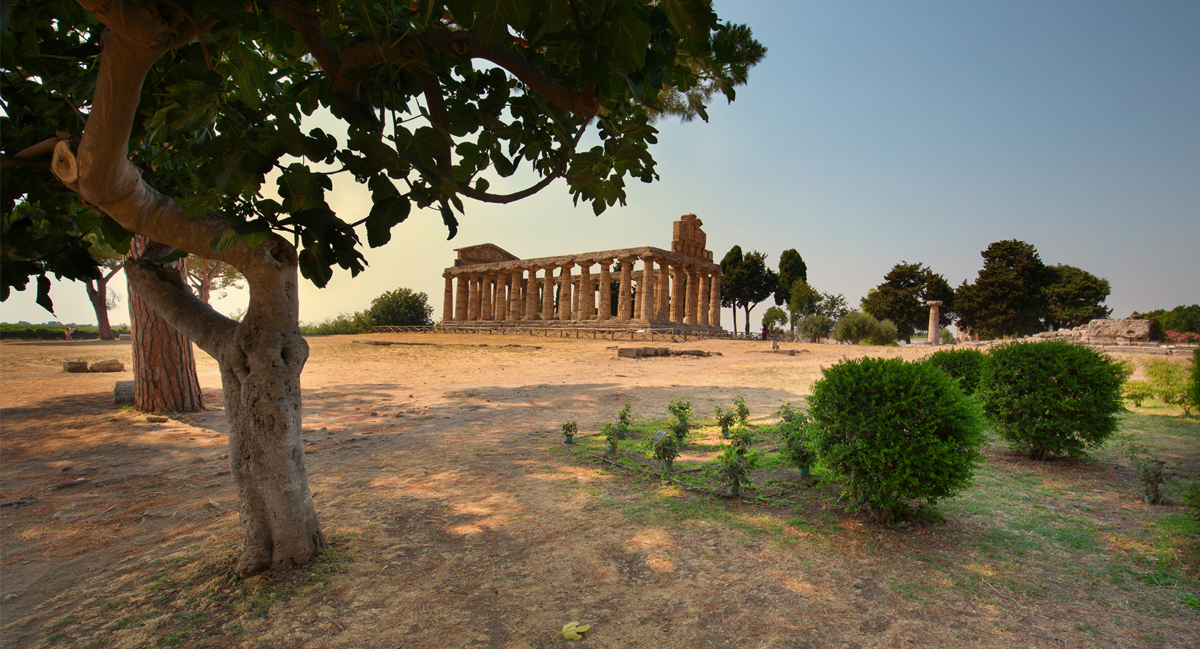 tempel baum